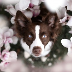 Hundeschule Vogt - Sookie
