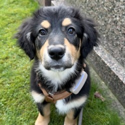 Hundeschule Vogt - Soul