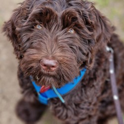 Hundeschule Vogt - Stella