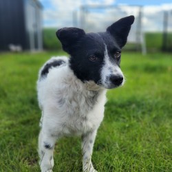 Hundeschule Vogt - Suki