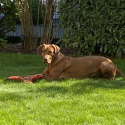 Hundeschule Vogt - Summer