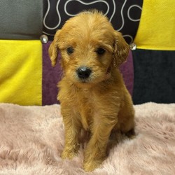 Hundeschule Vogt - Sunny