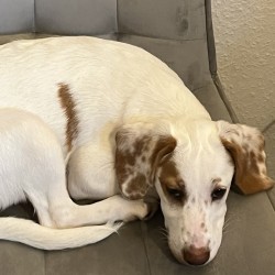 Hundeschule Vogt - Tammy