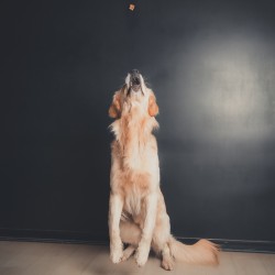 Hundeschule Vogt - Teddy