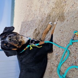 Hundeschule Vogt - Thies