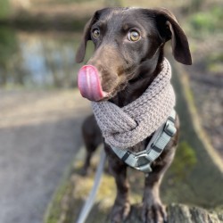 Hundeschule Vogt - Tilly