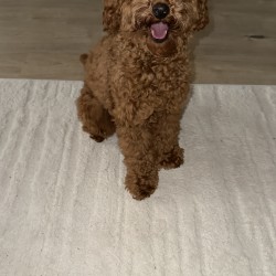 Hundeschule Vogt - Toffee