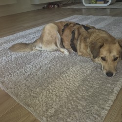 Hundeschule Vogt - Valerie