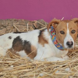Hundeschule Vogt - Victor