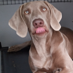 Hundeschule Vogt - Viper