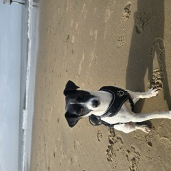 Hundeschule Vogt - Wigger