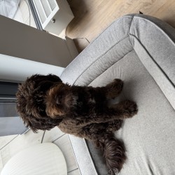 Hundeschule Vogt - Willi