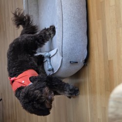 Hundeschule Vogt - Willi