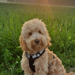Hundeschule Vogt - Willi