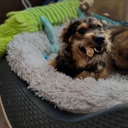 Hundeschule Vogt - Willi