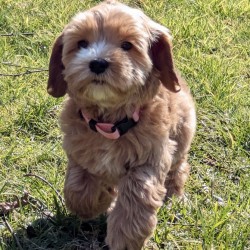 Hundeschule Vogt - Wilma
