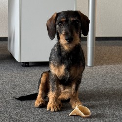 Hundeschule Vogt - Wilma