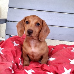 Hundeschule Vogt - Wilma