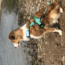 Hundeschule Vogt - Xabi