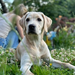 Hundeschule Vogt - Zali