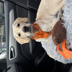 Hundeschule Vogt - Zeus
