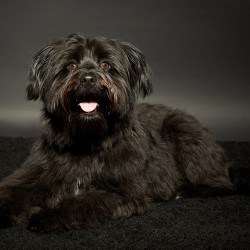 Hundeschule Vogt - Zino