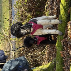 Hundeschule Vogt - Zorro