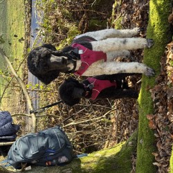 Hundeschule Vogt - Zorro