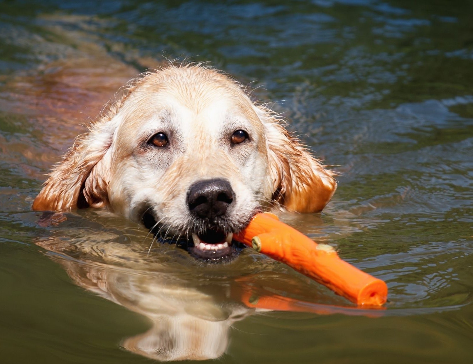 Foto Hundeschwimmen